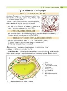 Биология сравнить растительную и животную клетки