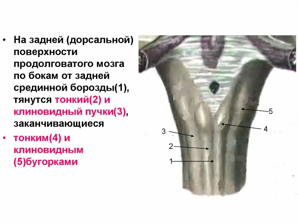 Капилляр щитовидной железы продолговатый мозг. Вентральная поверхность продолговатого мозга. Дорсальная поверхность ствола мозга. Задняя боковая борозда продолговатого мозга. Внешнее строение продолговатого мозга дорсальная поверхность.