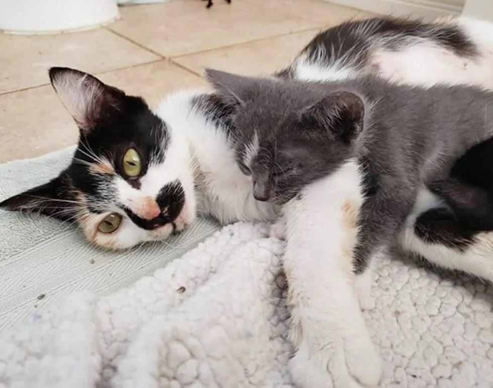 Мама кошка и котенок. Уставшая мама кошка. Кошка мама в доме. Уставшая мама кошка с котятами. Мяуканье котят зовущих маму