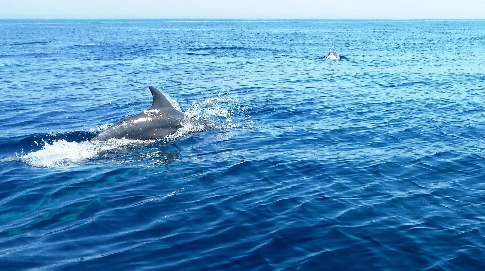 Слушать океан дельфин. Дельфины в море. Дельфин в море. Стая дельфинов. Акула и Дельфин.