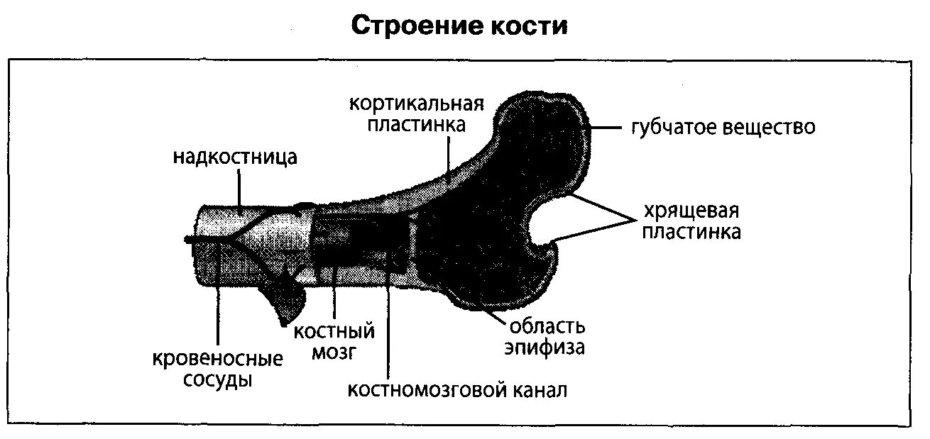 На рисунке изображено строение кости. Строение кости. Схема строения кости. Строение костей схема. Строение трубчатой кости чб.