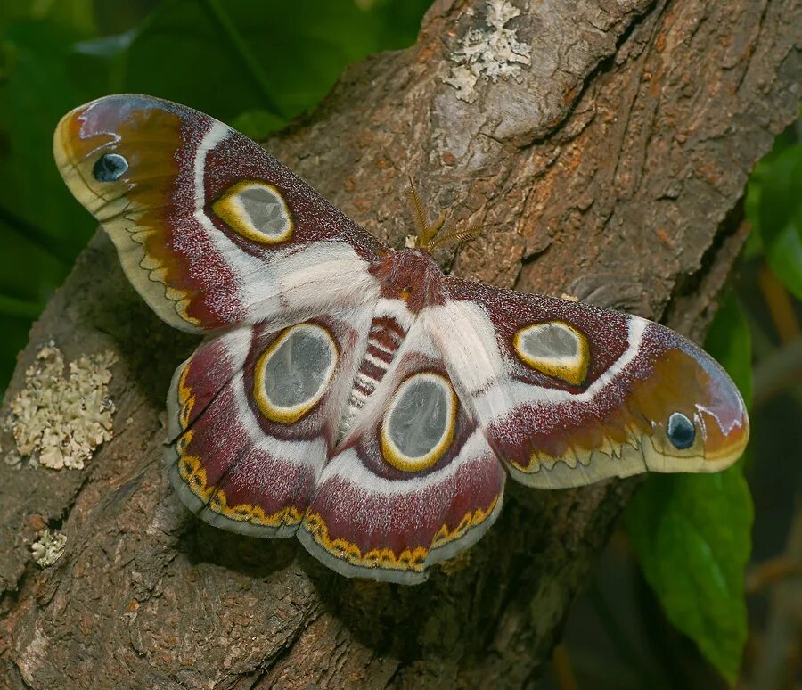 павлиний глаз малый ночной. павлиноглазка грушевая saturnia pyri. большой павлиний глаз. бабочка сатурния павлиноглазка. сатурния грушевая бабочка.