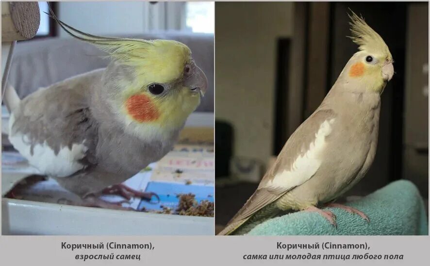 Попугай корелла как отличить мальчика от девочки. Корелла попугай расцветки. попугай корелла самец. попугай корелла самка. корелла нимфа окрасы.