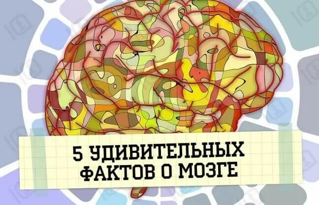 Интересные факты о человеческом мозге. Факты о мозге человека. Факты о мозге человека. Интересные факты о головном мозге. Интересные факты о головном мозге человека 3 класс окружающий.