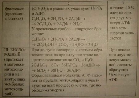 Энергетический обмен 9