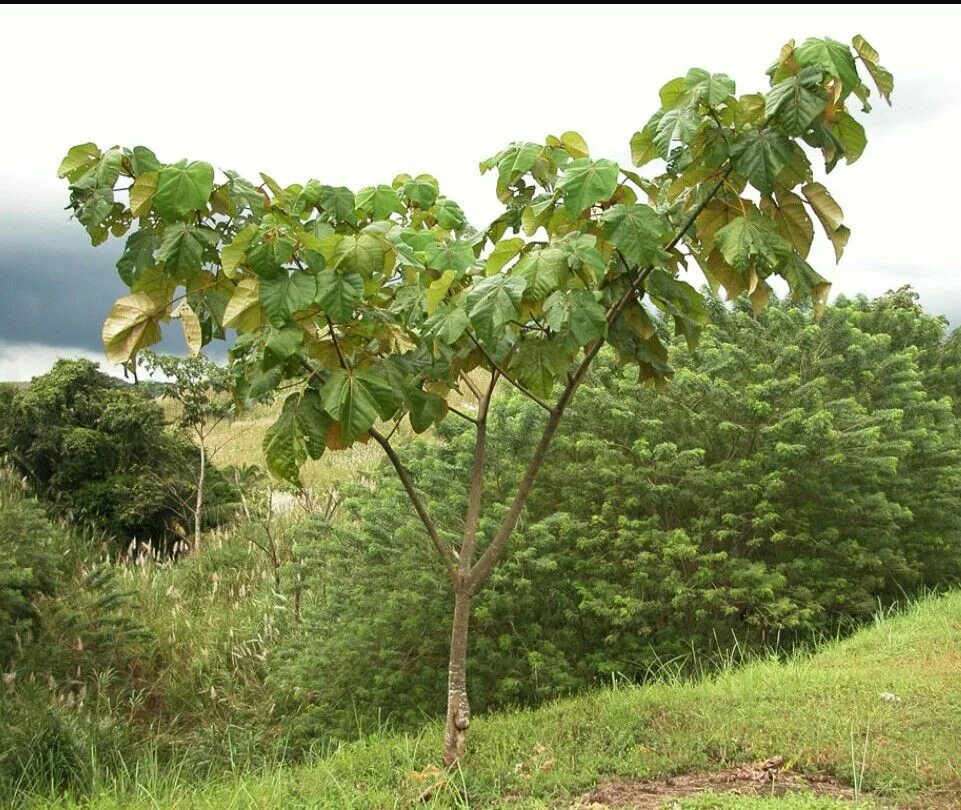Бальса в Южной Америке. Дерево Пало де бальса. Ochroma lagopus. Дерево бальса в Южной Америке.
