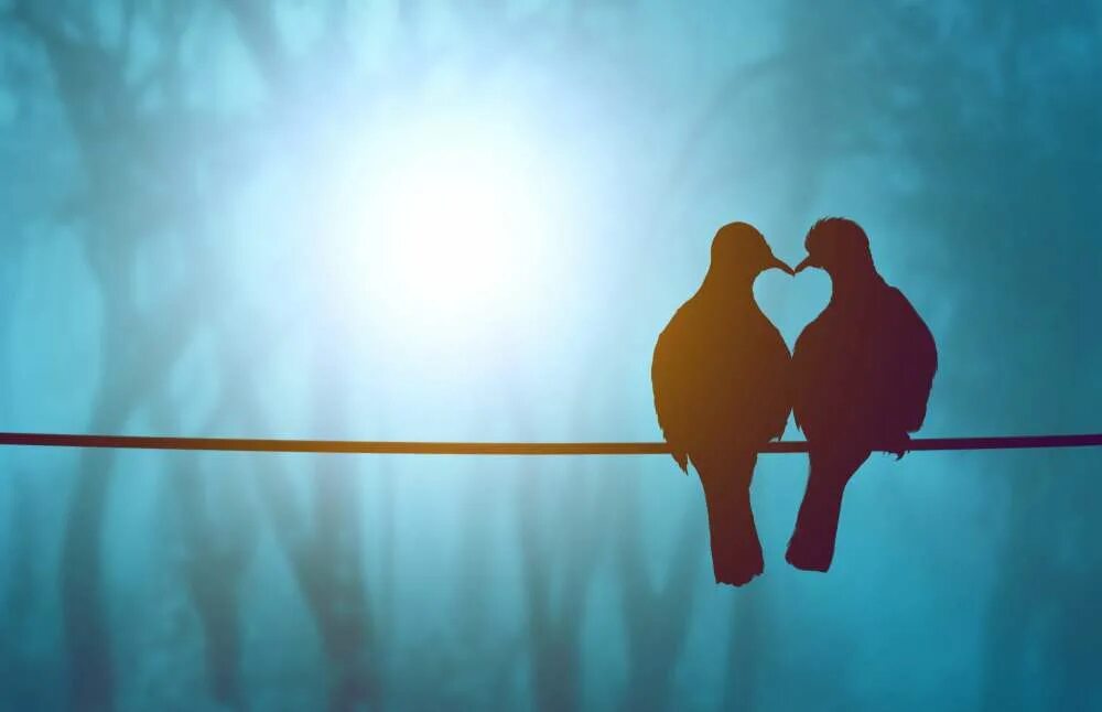 Масковый неразлучник. The love birds. Неразлучники попугаи. Птица любви. Неразлучники попугаи.