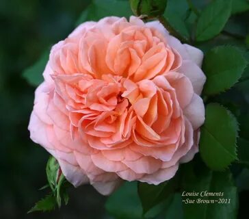 Louis rose