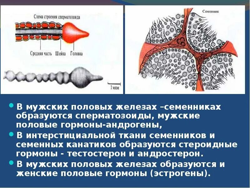 Мужские половые железы семенники. Семенники гормоны и функции. Где образуются сперматозоиды. Сперматозоиды формируются в семенниках. Мужские половые железы сперматозоиды.