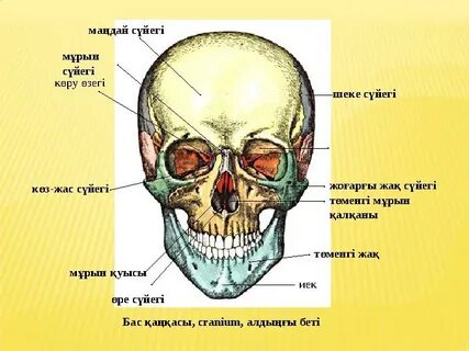 Жатақханадағы секс туралы бейне