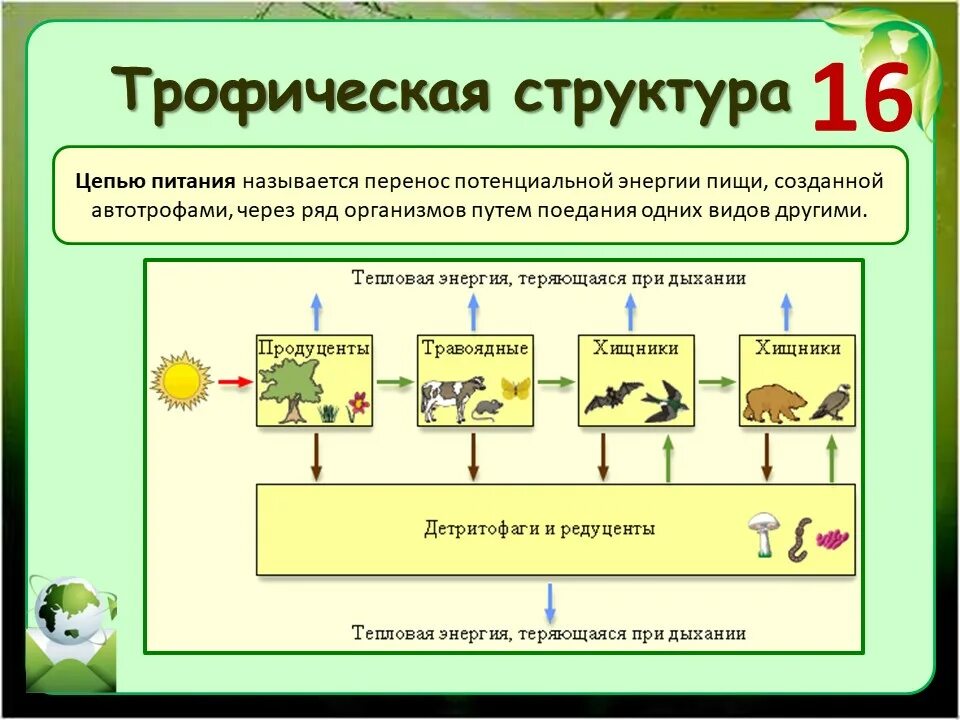 Биология как называется данный процесс. Трофическая структура 11 класс биология. структура трофической цепи. ципи питания графические цепи. трофические уровни экосистемы биология.