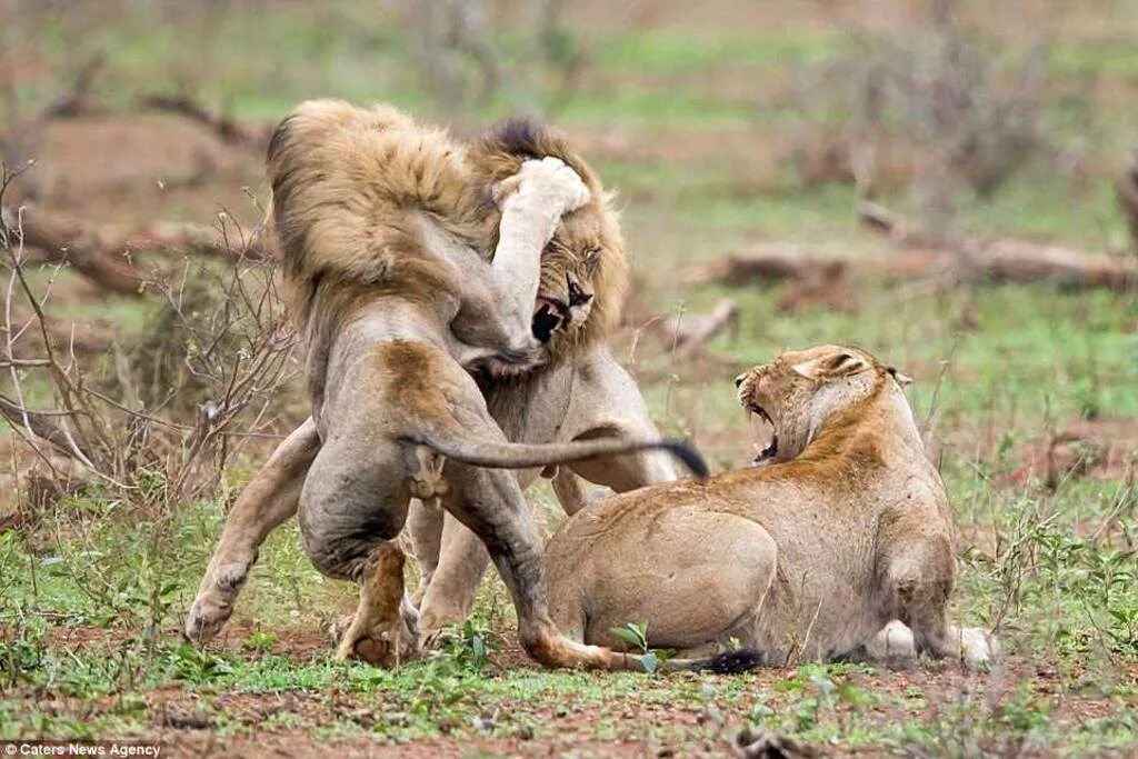 Львы схватки. Половое поведение животных. Брачный период у животных. Львы спариваются. Борьба животных.
