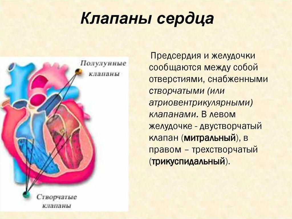 Чем отличается предсердие от желудочка. Клапаны сердца створчатые и полулунные. Строение сердца атриовентрикулярный клапан. 3 Створчатый клапан сердца. Атриовентрикулярный клапан это створчатый.