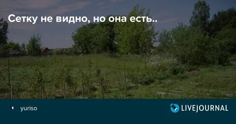 За лесом ничего не было видно