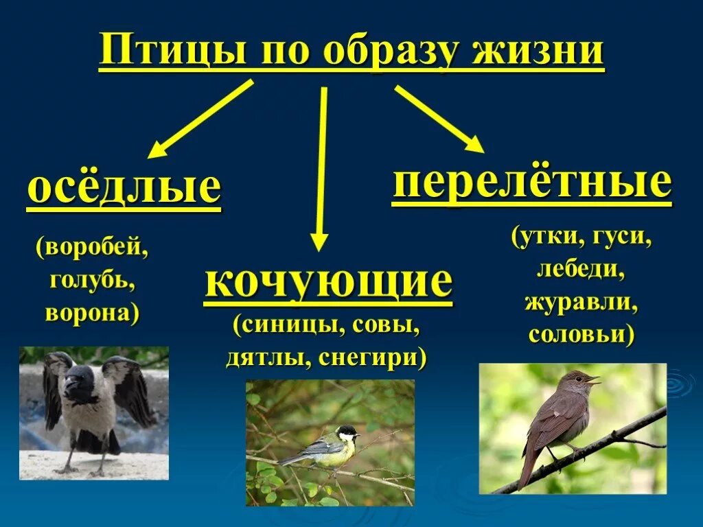 Разделите птиц на группы по способу питания. Птицы для презентации. Оседлые Кочующие и перелетные птицы. Образ жизни птиц. Птицы по образу жизни.