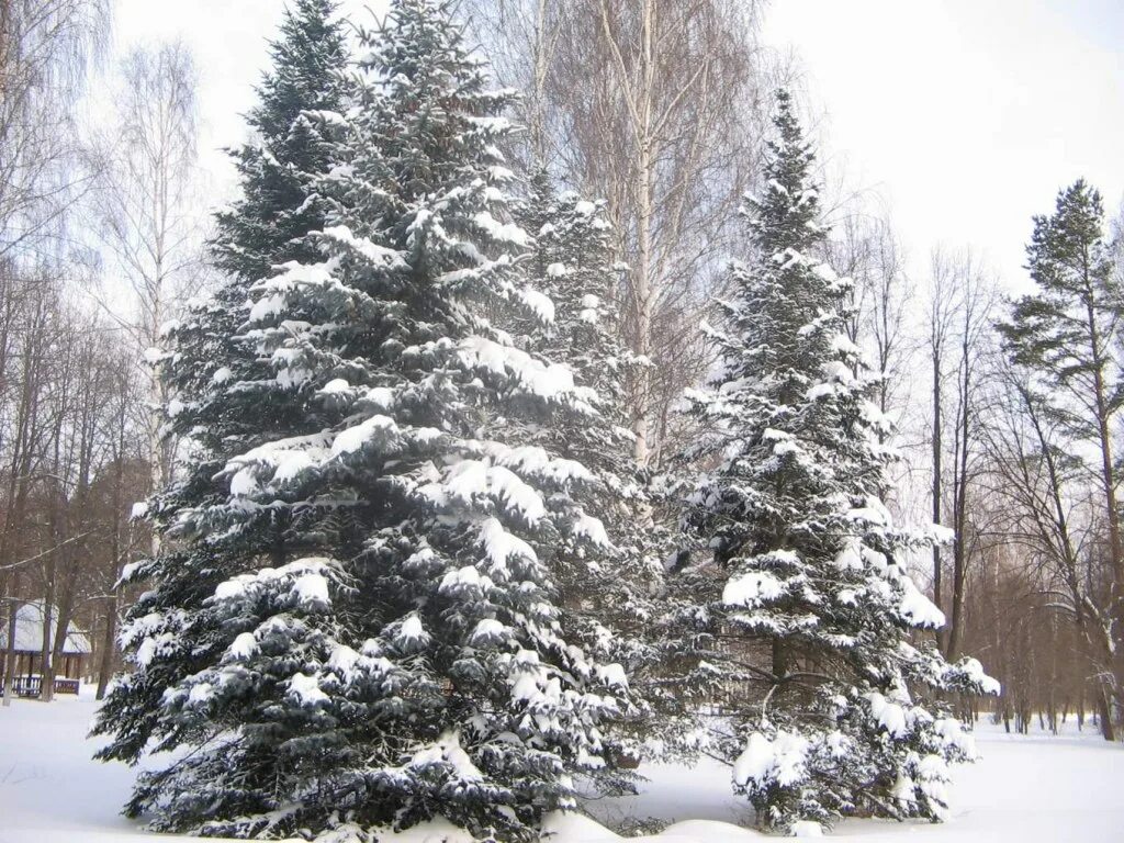 Зимние березы и елки. Елка и береза зимой. Сосенки елочки зимой. Еловый парк зимой. Березовая ель