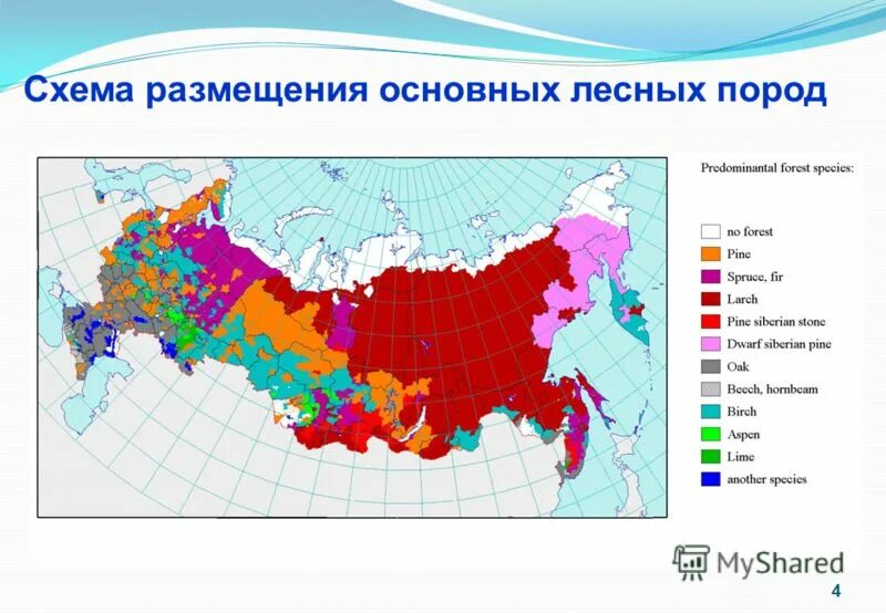 Основные лесные породы. Карта лесных пород России. Площадь лесов в России. Площадь лесов на земле.