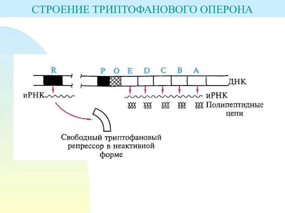Триптофановый оперон. Схема триптофанового оперона. строение триптофанового оперона. структура триптофанового оперона. состав триптофанового оперона.