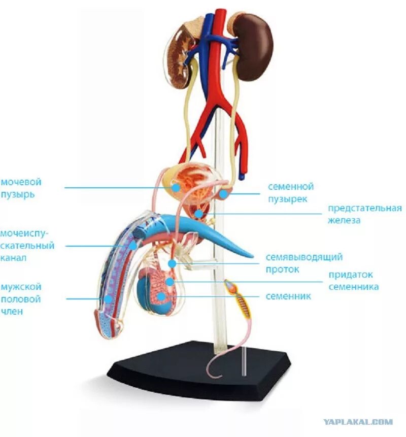 Уроки половой орган. Строение мужского организма. Репродуктивная система. Строение мужского органа. Строение репродуктивных органов.