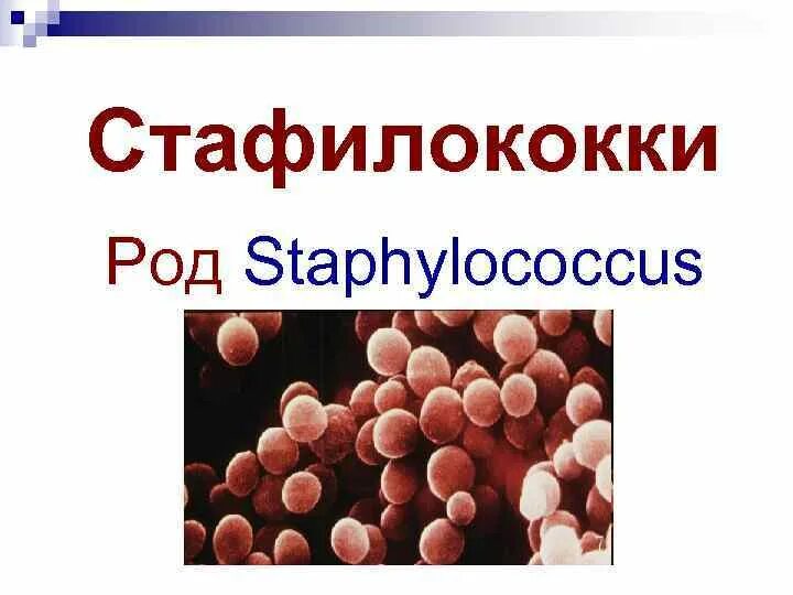 Стафилококк презентация. Стафилококковые инфекции презентация. Стафилококки микробиология.