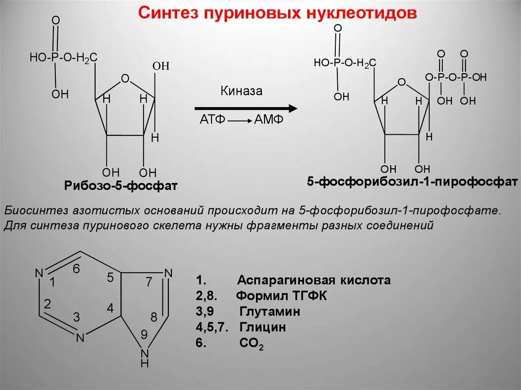 27 синтезы. Синтез рибозо 5 фосфата. Синтез нуклеотидов из рибозо 5 фосфата. Синтез ИМФ из рибозо 5 фосфат.
