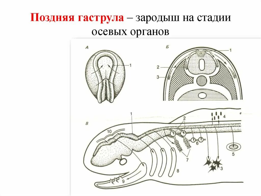 Процессы онтогенеза животных схемы. Онтогенез хордовых. Стадия осевых органов зародыша. Осевые органы зародыша млекопитающих. Осевые органы зародыша птицы.