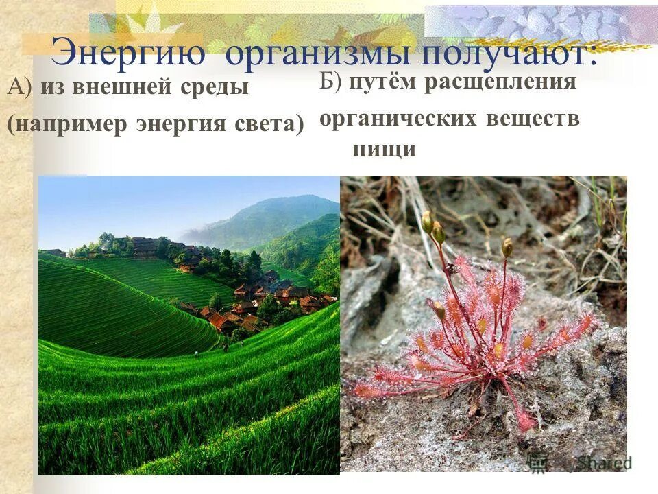 Процесс метаболизма схема. Обеспечение обмена веществ между организмом и средой. Энергия с внешней среды. Энергия с внешней среды. Обмен веществ в организме.