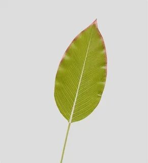 S leaf