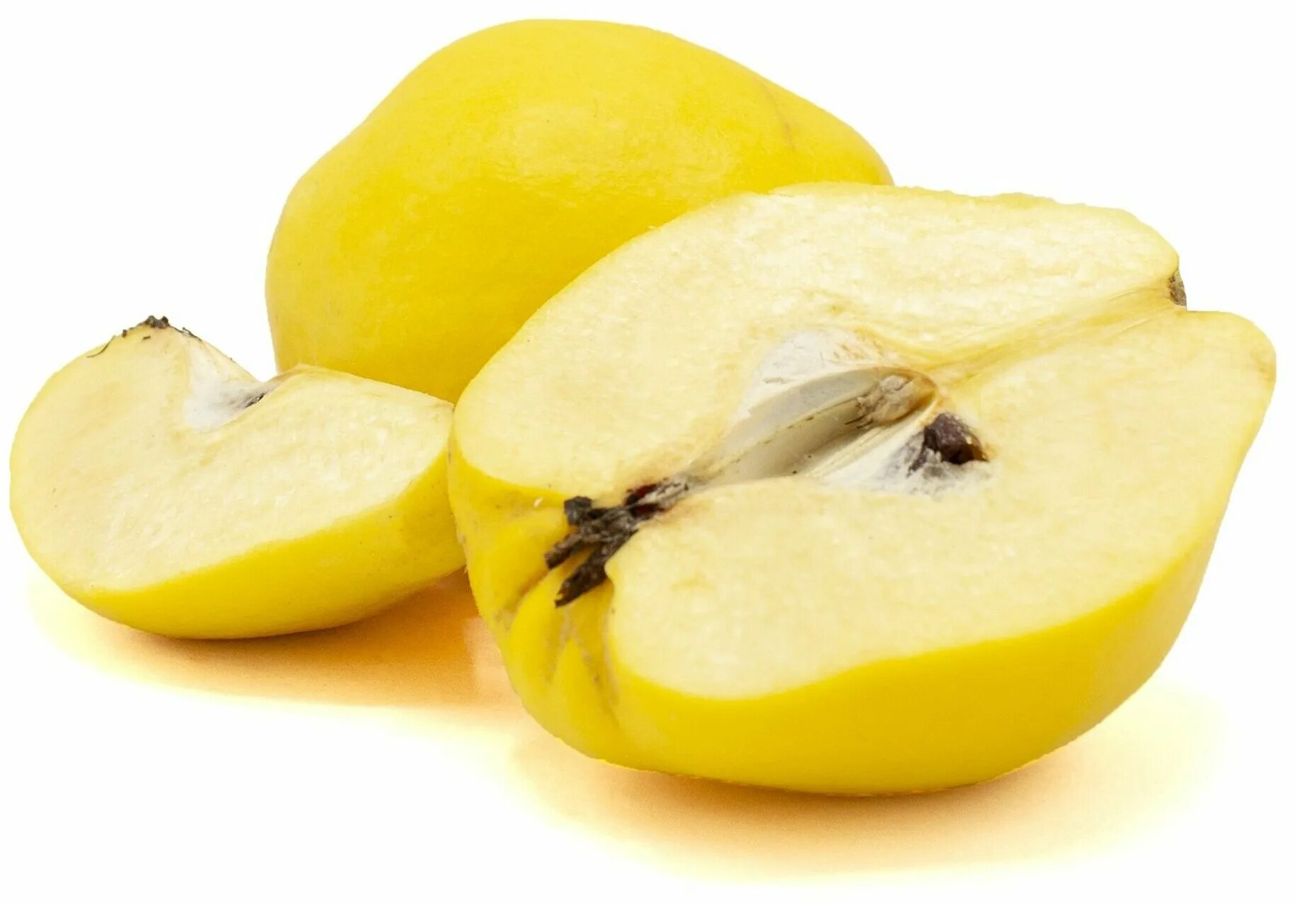 Айва японская 2-х летняя (Chaenomeles japonica) купить в интернет-магазине Агро-