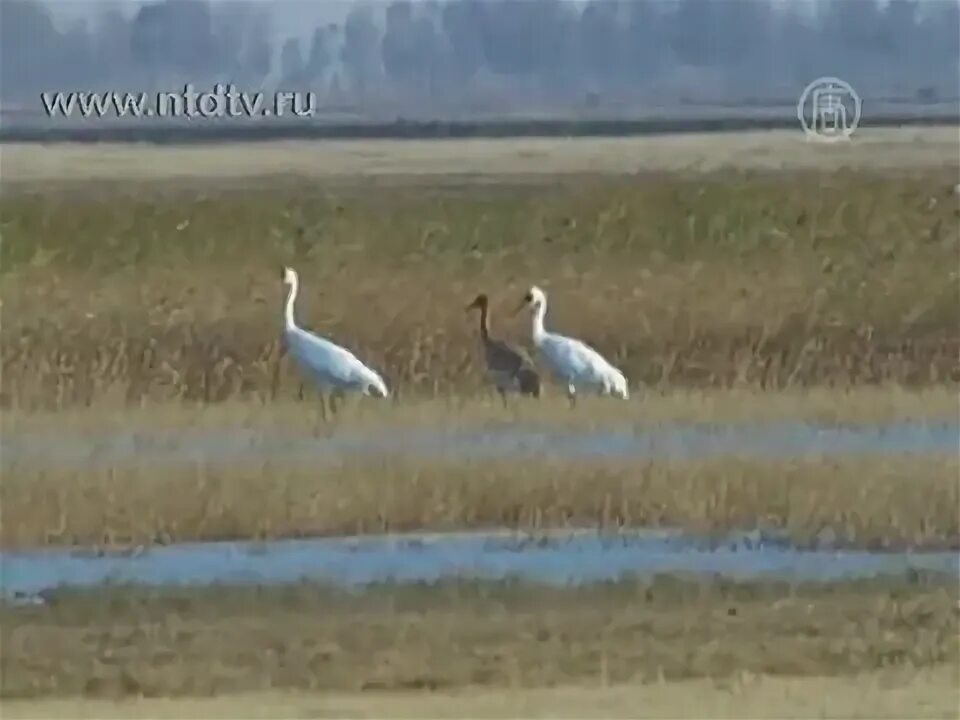 Журавли летят в китай слушать. Журавли в китай песня. Японский журавль в китае. Журавли в китай песня. Журавли в китай песня.