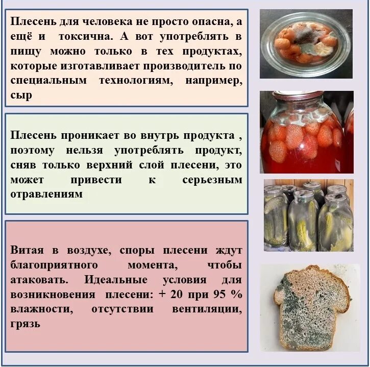 Плесень на продуктах. Плесневые грибы на еде. Пищевая плесень. Плесень на продуктах питания. Плесень питание