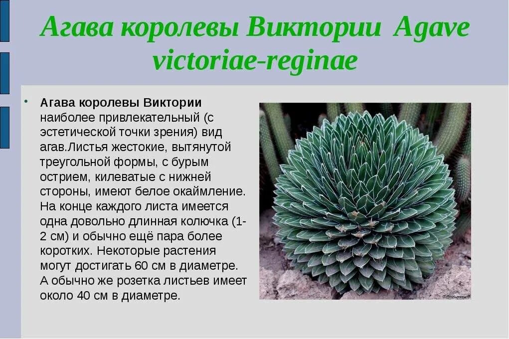 Агава комнатное растение королевы Виктории. Агава королевы Виктории компактная Agave victoriae. Агава широкоокаймленная. Агава строение. Агава особенности растения