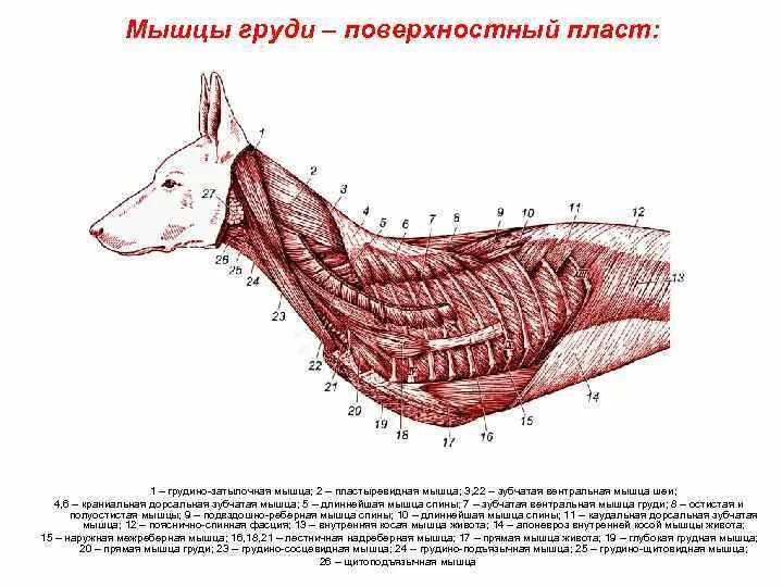 Область шеи животных. Область шеи животных