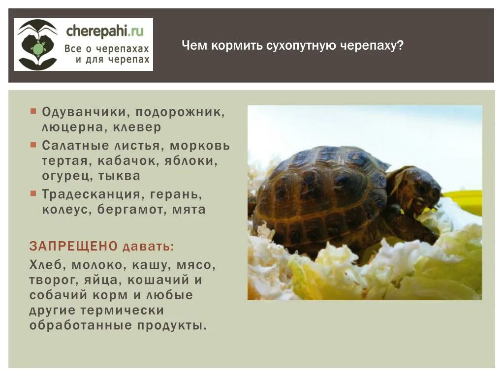 Сколько раз в день кормить черепашек. Строение черепахи сухопутной. чем кормить сухопутных черепах. чем питаются сухопутные черепахи. строение сухопутных черепах.