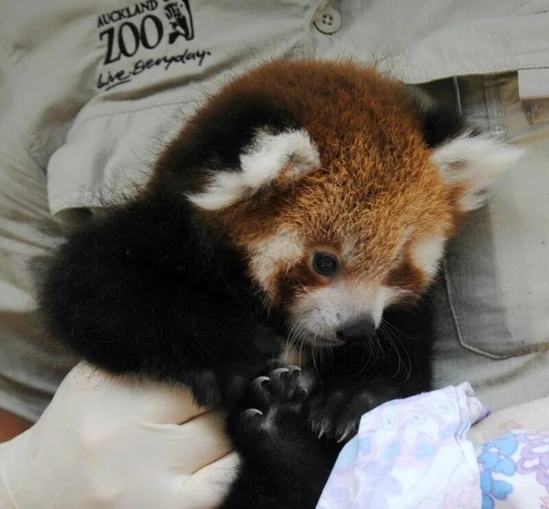 мадридский зоопарк панды. выбор имени для панды. выбор имени для панды. панда радуется. выбор имени для панды.