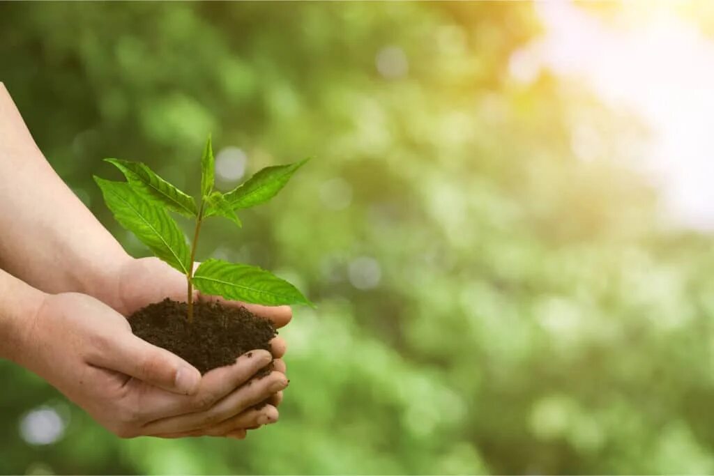Looking after the environment. Защита окружающей среды. защита окружающей среды эстетика. environmental sustainability. эко рука.