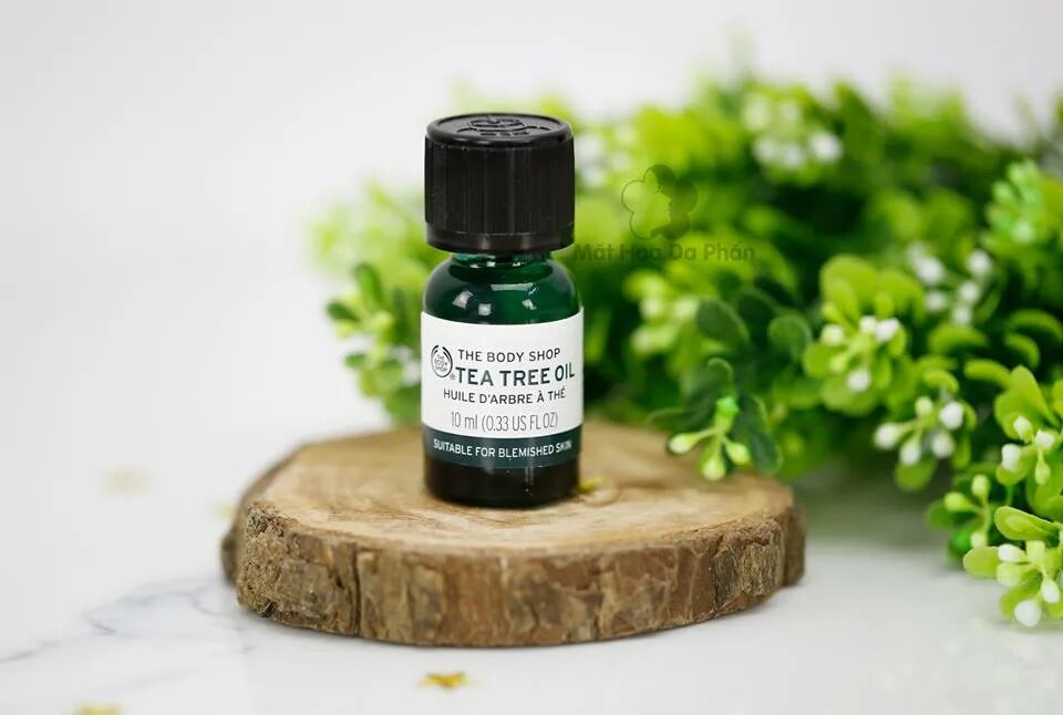 Чайное дерево. Tea Tree Oil. Масло чайного дерева. Эфирное масло чайного дерева. Где купить чайное дерево