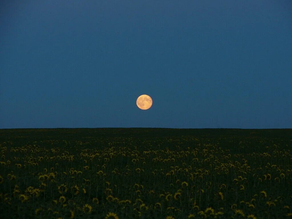 поля луны. ночное поле. ночное поле с луной. природа ночью. луна в поле.