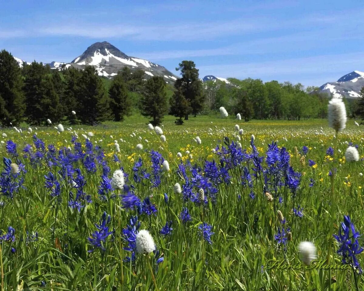 Швеция Альпийские Луга. Май природа. Весенний пейзаж. Природа в мае. Май месяц 2017 года