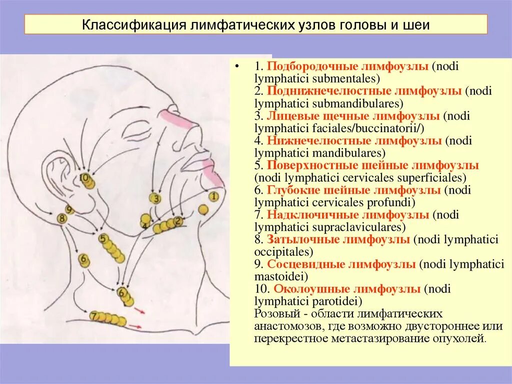 Шейные лимфатические узлы схема. Лимфатическая система лица и шеи. Схема лимфатической системы головы. Шейные лимфоузлы расположение схема.