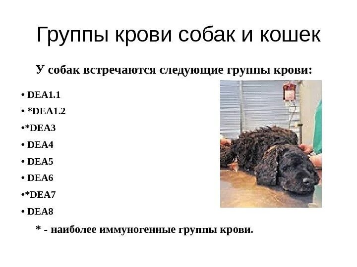 Группа крови у собак таблица по породам Табл. 1(vv3). Группы крови у собак
