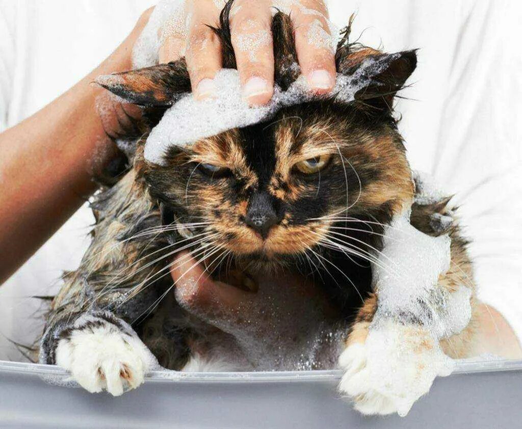 Мытье кошки. Купание кошки. Кошка моется. Гигиена кошек. Можно мыть кошек мылом