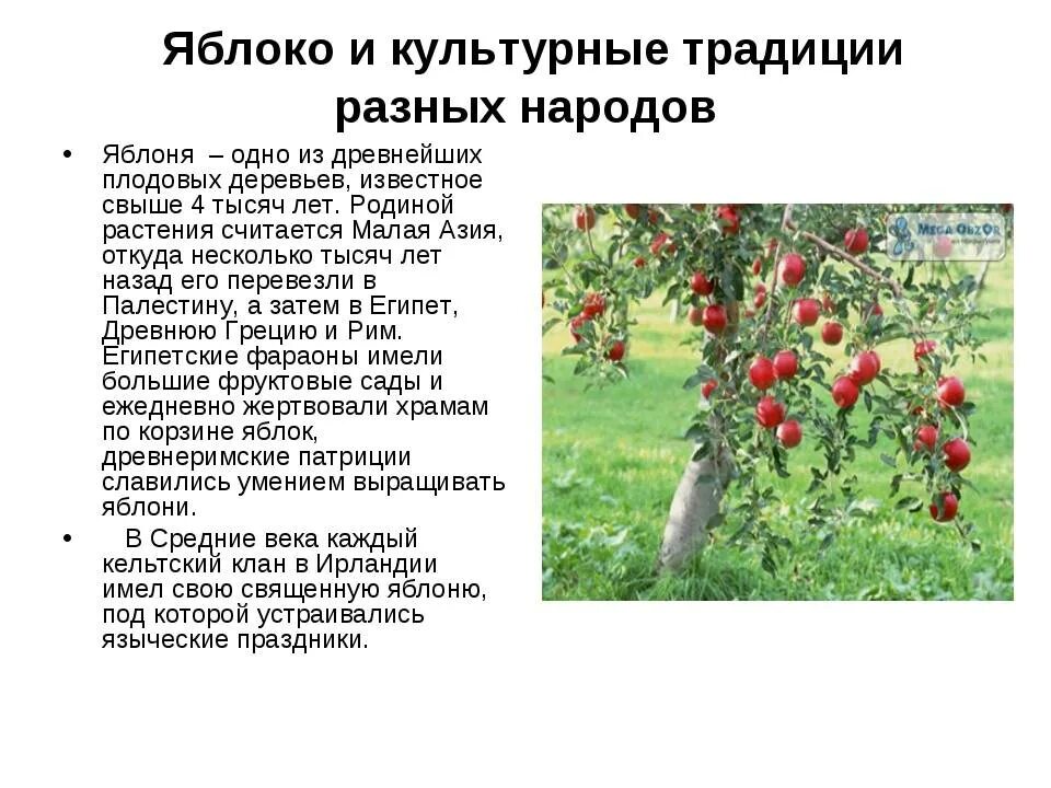 Какую среду обитания освоила яблоня впр. Доклад про яблоню. Культурное растение яблоня. Сообщение на тему яблоко.
