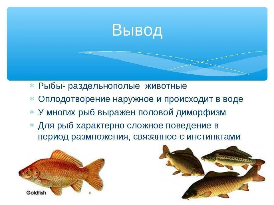 Урок класс рыбы 7 класс. Рыбы размножаются. Размножение рыб. Размножение рыб кратко. Размножение рыб 7 класс.