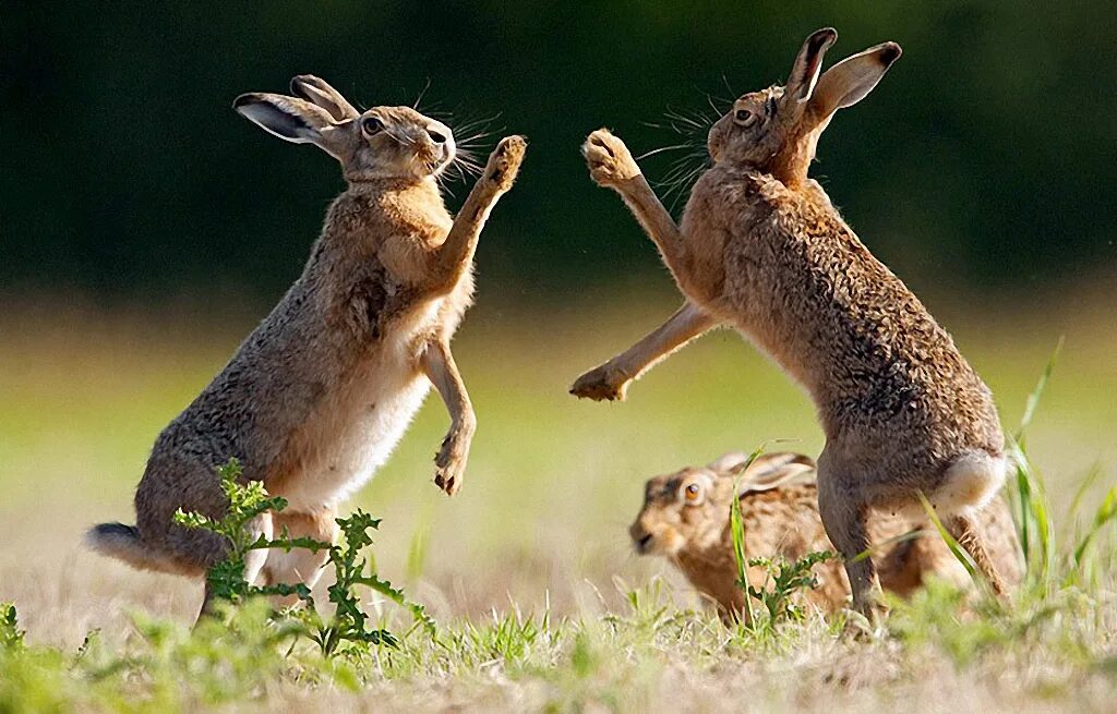 Какие отношения складываются между зайцем и белкой. Заяц Русак на задних лапах. Заяц в прыжке. Зайцы дерутся. Заяц драчун.