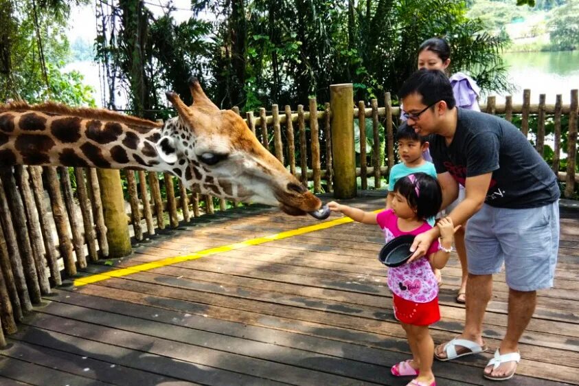 Знаменитый зоопарк. Зоопарк сингапура singapore zoo. зоопарк в сингапуре мандай. зоопарк мира дети. зоопарк в сингапуре сооружения.