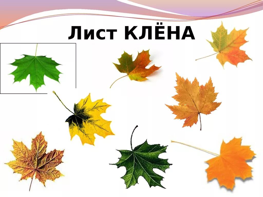 Почему листья деревьев. Лист клена. презентация что это за листья. разные кленовые листья с названиями. листья окружающий мир 1 класс.
