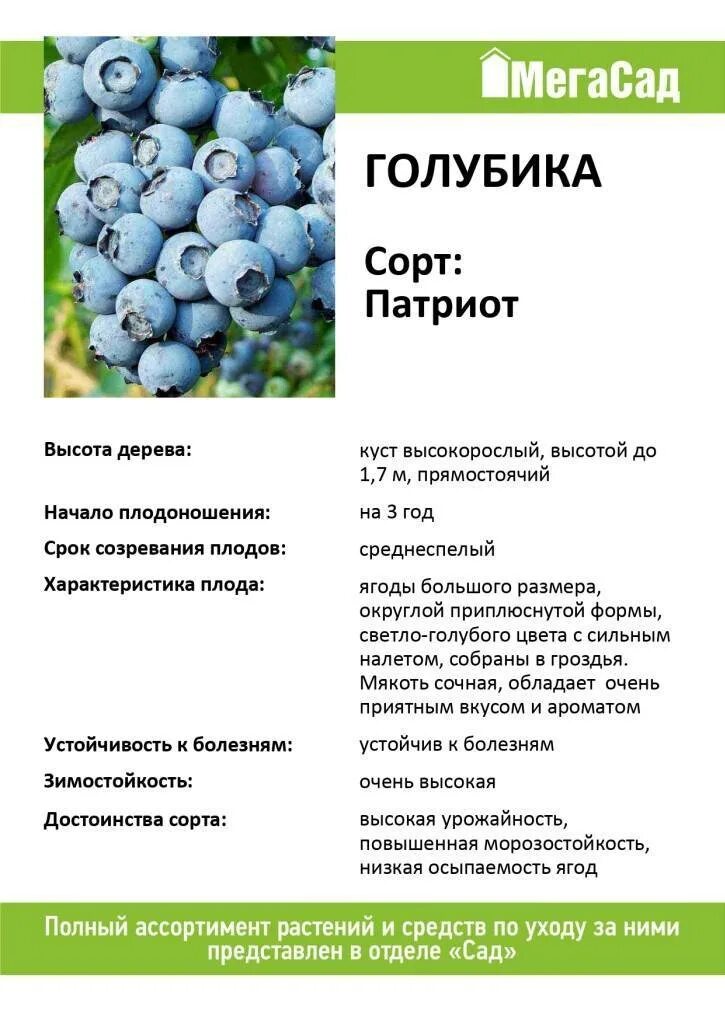 Голубика патриот описание сорта отзывы опылители. Садовая голубика Патриот описание сорта. Голубика Садовая сорт Патриот. Сорт голубики Блюкроп описание сорта. Саженцы голубика Патриот.