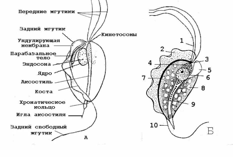 Трихомонада строение. Трихомонада вагиналис строение. кишечная трихомонада рисунок с подписями. влагалищная трихомонада строение. урогенитальная трихомонада строение.