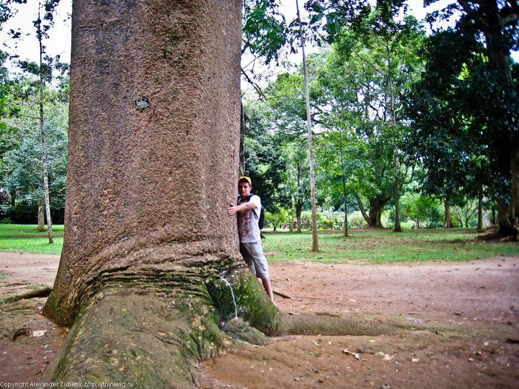 Деревья на шри ланке. Королевский Ботанический сад Шри Ланка. Шри Ланка деревья. Железное дерево Шри Ланка.